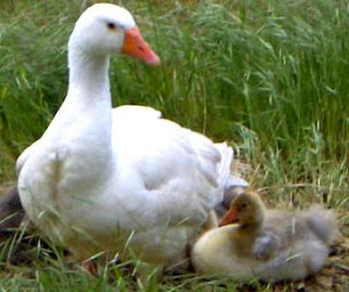 Pato con cría Pato con cría