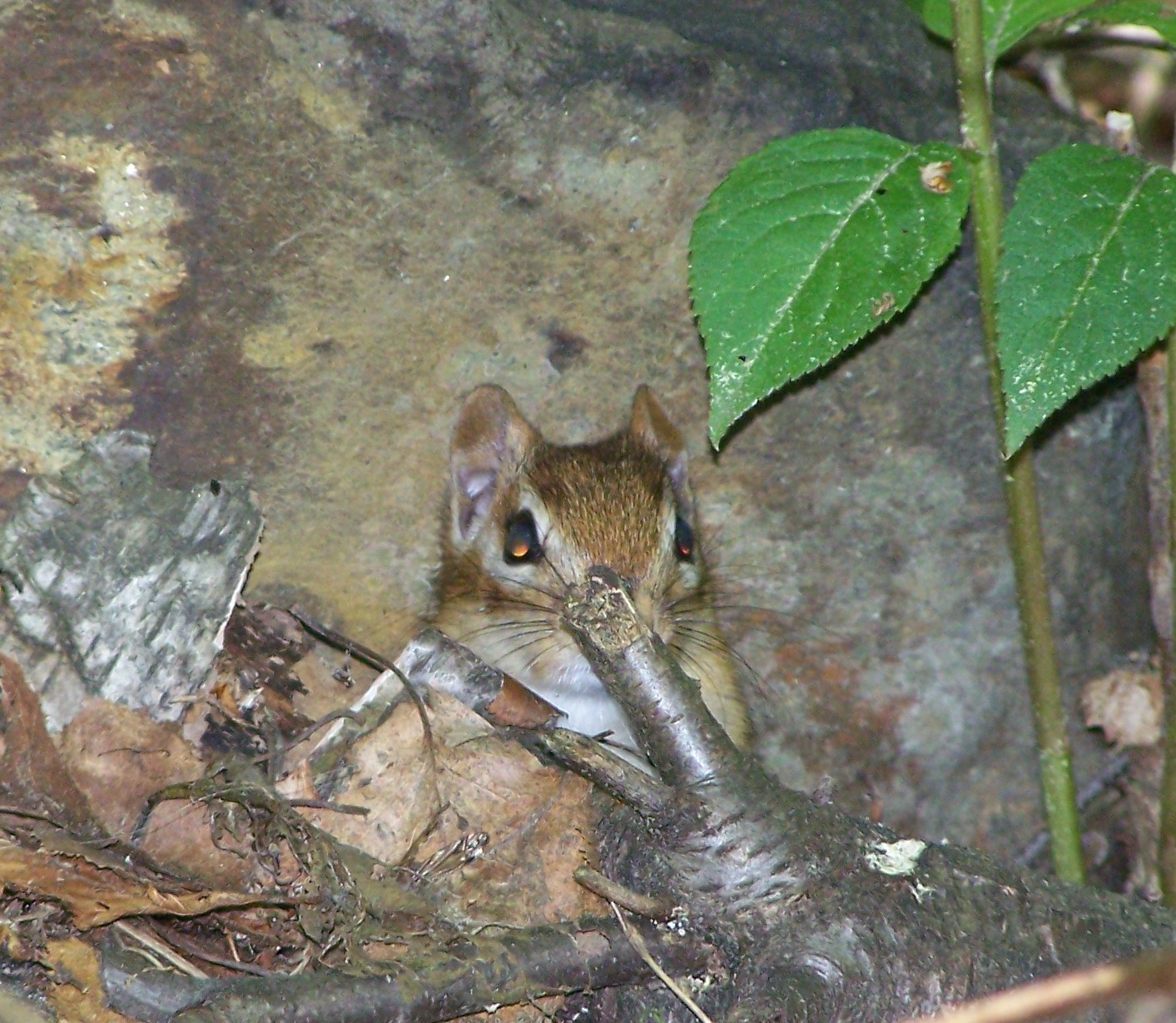 Chipmunk Burrows Pictures
