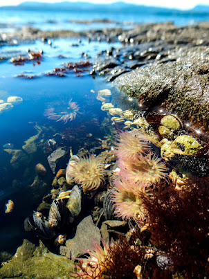 TIDEPOOL ANEMONES / 'MIS'MAST'SA