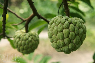 Photo:- Sitaphal,Sharifa
