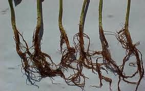 podridão radicular cuidados com plantas de maconha