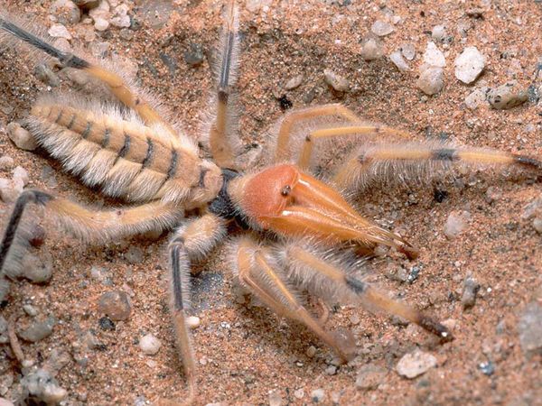 Camel Spider