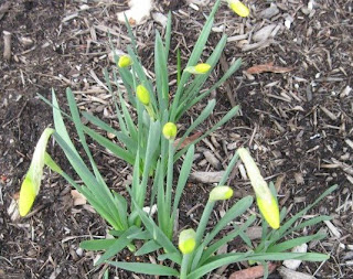 daffodils before bloom