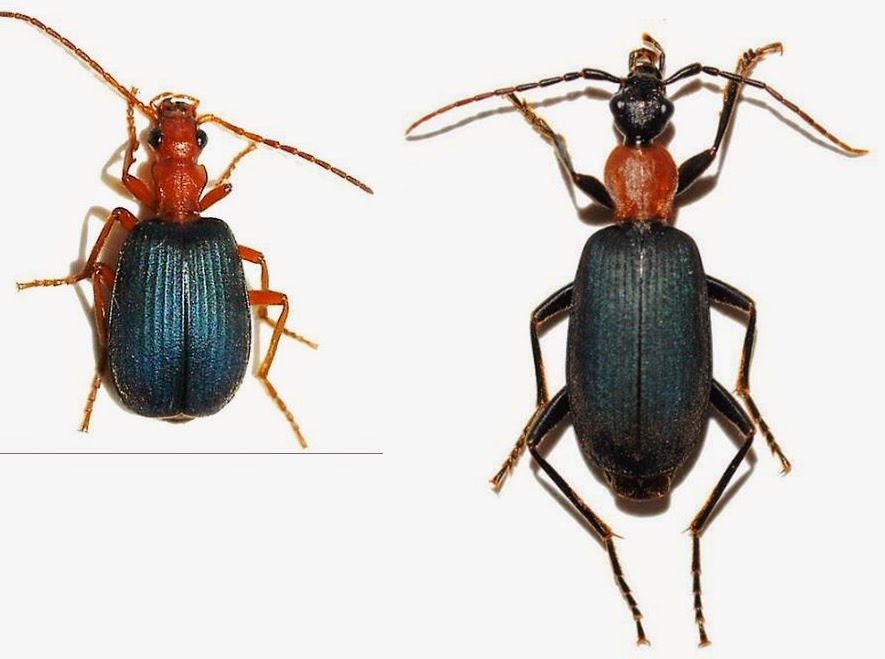 Arizona Beetles, Bugs, Birds and more Searching for scutigeromorph