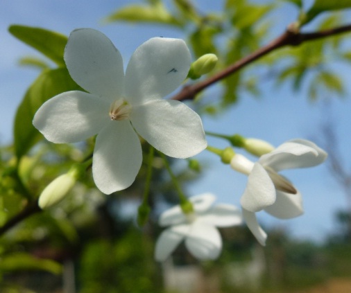 greenfingers bunga melati anting anting puteri greenfingers bunga melati anting anting puteri