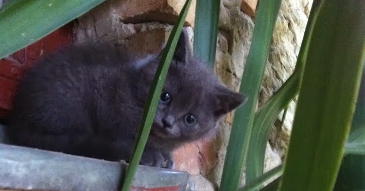 englan shortcat englan shortcat