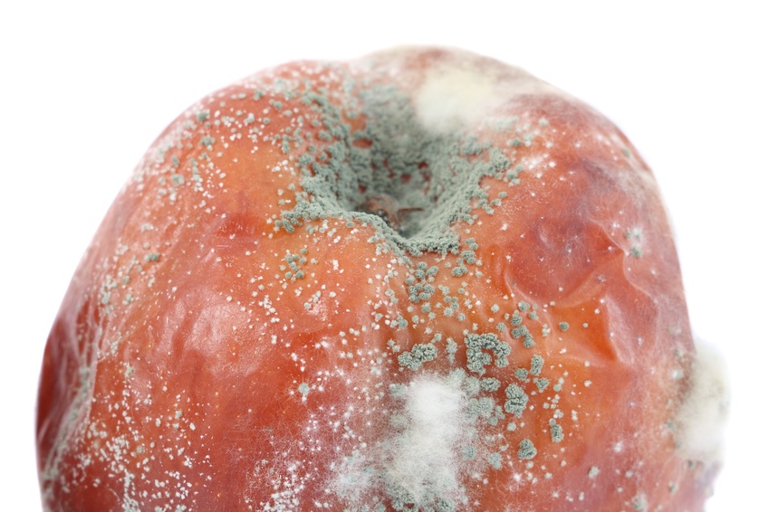 Mold Fruit