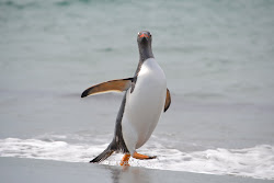 Gentoo