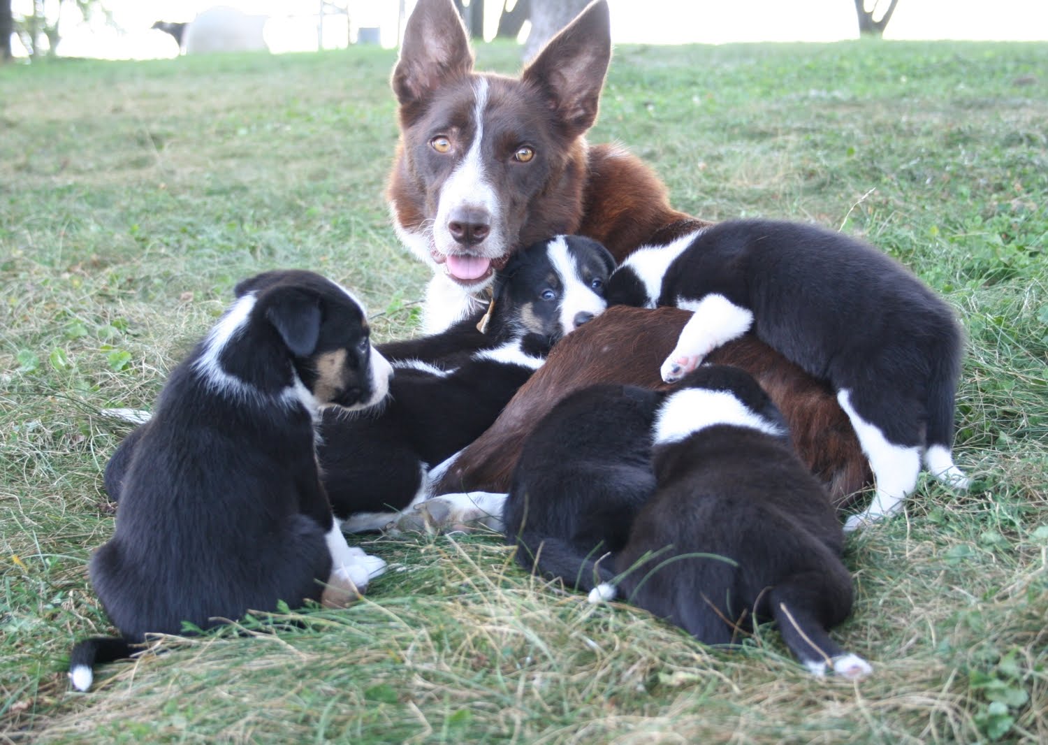 Leaning Tree Australian Cattle Dogs & Border Collies Tory x Ricky