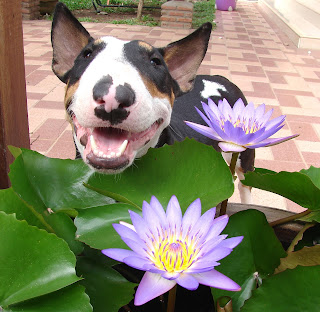 น่ารักนะ ภาพน่ารัก Bull Terrier แพนเค๊ก บูลเทอร์เรีย Bull Terrier แพนเค๊ก บูลเทอร์เรีย
