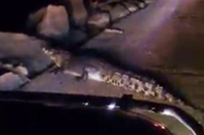 Αυστραλία: Κροκόδειλος τούς «έκοψε» το αίμα στη μέση του δρόμου (vid) Αυστραλία: Κροκόδειλος τούς «έκοψε» το αίμα στη μέση του δρόμου (vid)