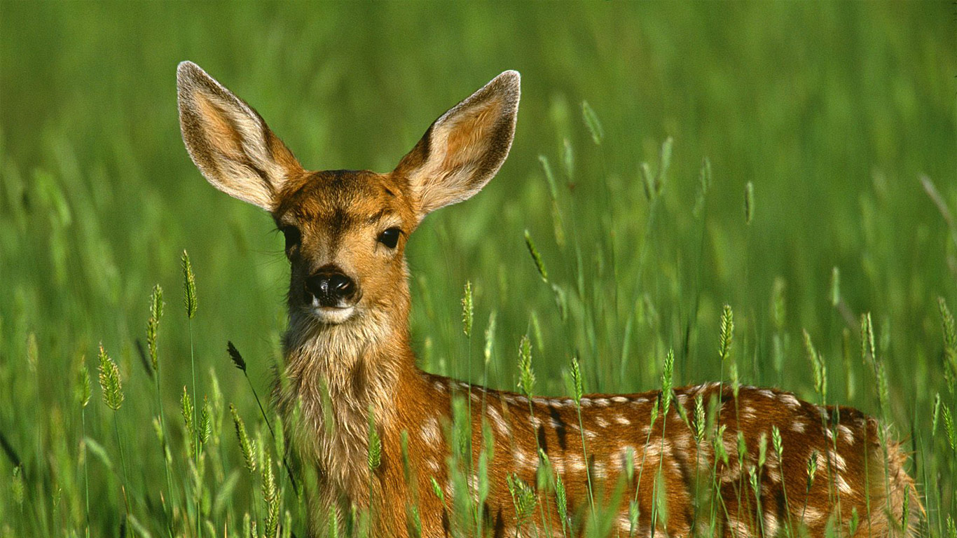 mule wallpapers | My Wallpaper Home