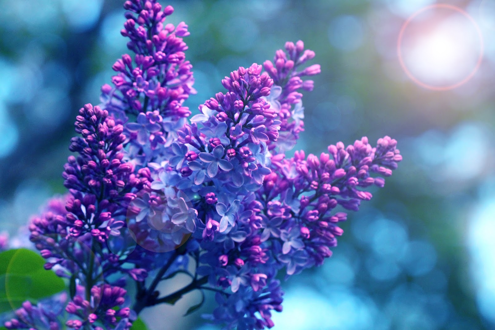 The Artistic Hermit Spring in Maine