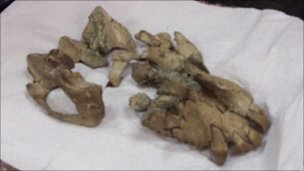 Remains of 20 million-year old ape unearthed in Uganda 20-million-year-old-ape-fossil-Uganda-2011-Aug