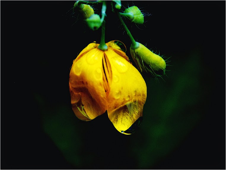 Compact Camera, Best Photo of the Day in Emphoka by Zsófia Szabó, Nikon Coolpix L810, https://flic.kr/p/nmhdis Compact Camera, Best Photo of the Day in Emphoka by Zsófia Szabó, Nikon Coolpix L810, https://flic.kr/p/nmhdis