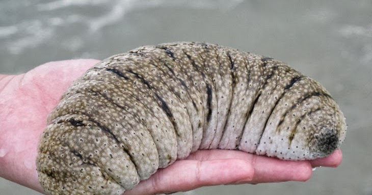 natura medika afrodisiak dari dasar laut natura medika afrodisiak dari dasar laut