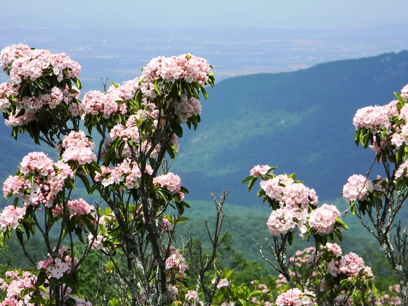SWAC Girl Wildflower weekend in Shenandoah National Park