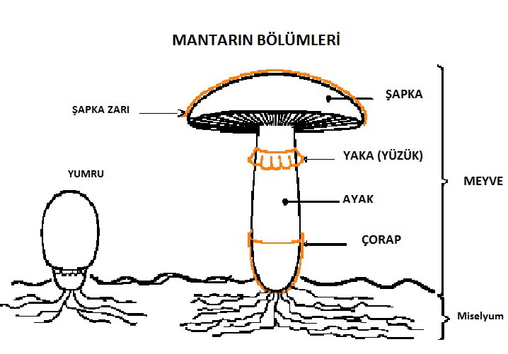 MANTARLAR Doğadan Gelen Lezzet MANTARLAR MANTARLAR Doğadan Gelen Lezzet MANTARLAR