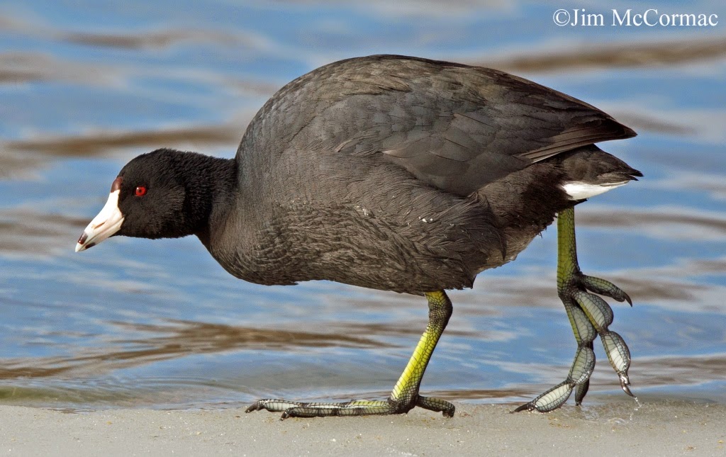 Ohio Birds and Biodiversity American Coot
