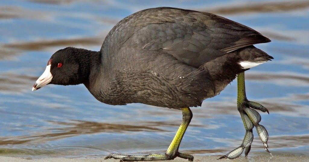 Ohio Birds and Biodiversity American Coot