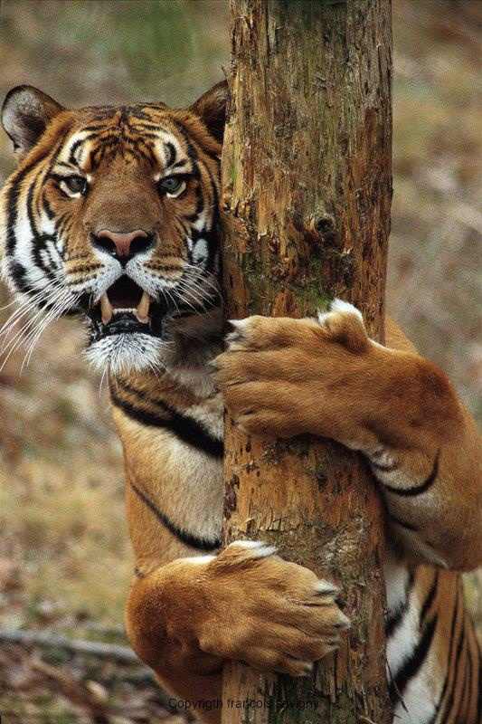 JUEGO DE TIGRES Y LEONES juego de tigres y leones: