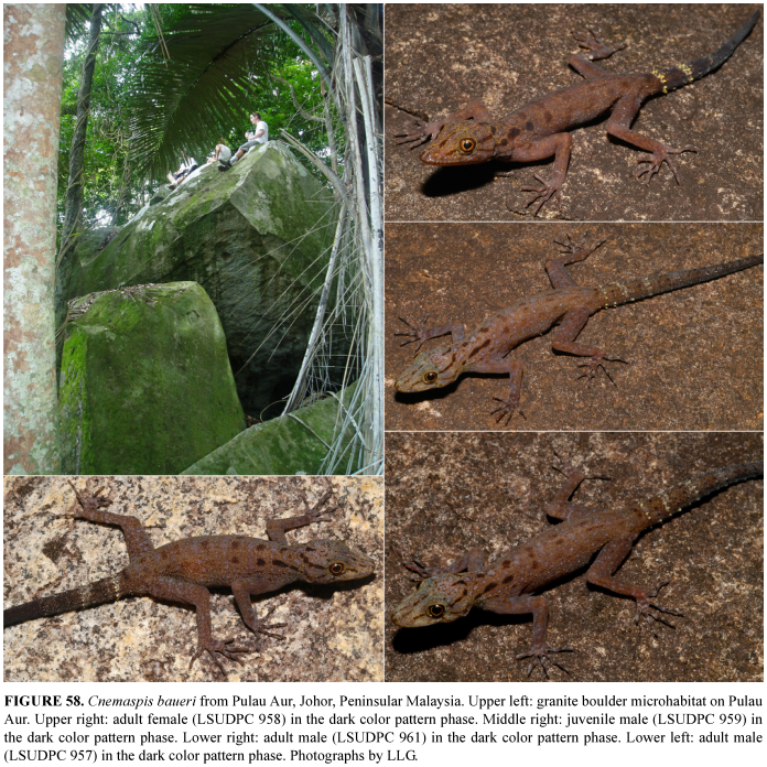 Species New to Science [Herpetology • 2014] Sundaland Cnemaspis