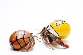 Crabs As Pets