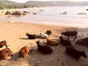 Cows chilling on the beach, India . (sam )
