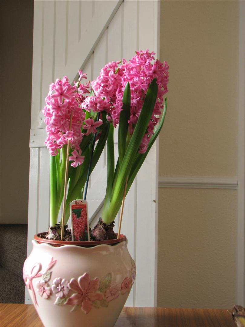 [Image: da-lan-huong-4.jpg]