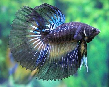 Betta Fish Pictures