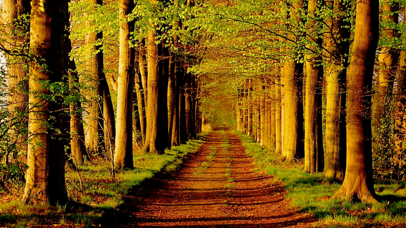 Paisajes Hermosos De Arboles
