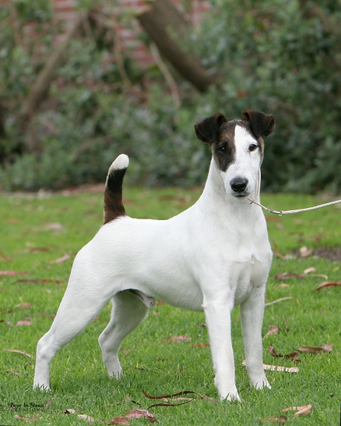 smooth fox terrier puppies smooth fox terrier image 2 breeds picture smooth fox terrier puppies smooth fox terrier image 2 breeds picture