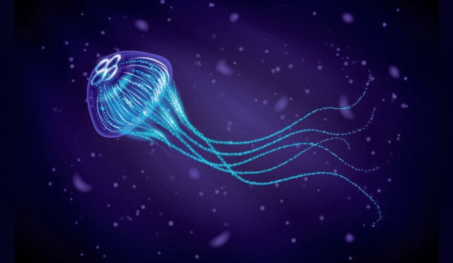 A Jellyfish with Brushes A Jellyfish with Brushes