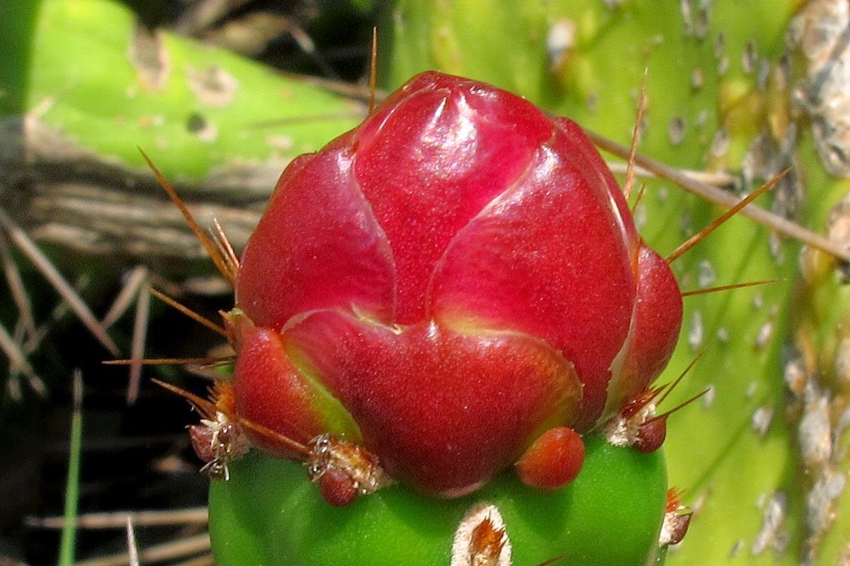 Discettazioni erranti: diverse specie di fichi d'india, foto e ... Balcone disegno Mexicanos