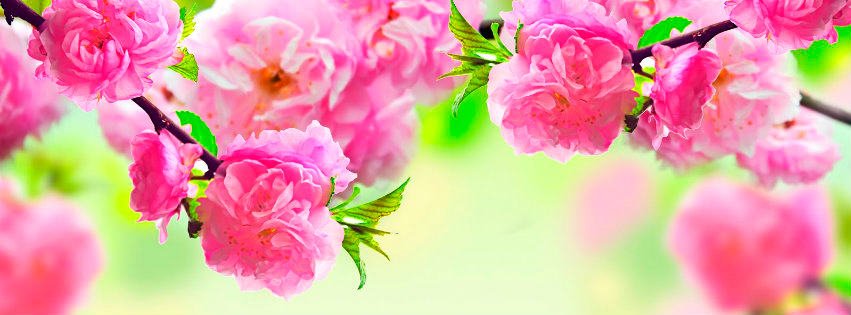 Imagenes florales para portada - Imagui