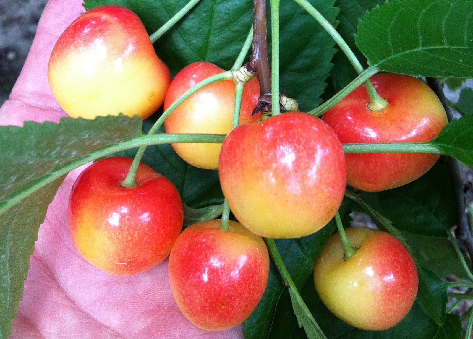 The PRODUCE BLOG by Rick Chong how to buy fresh fruit and vegetables...