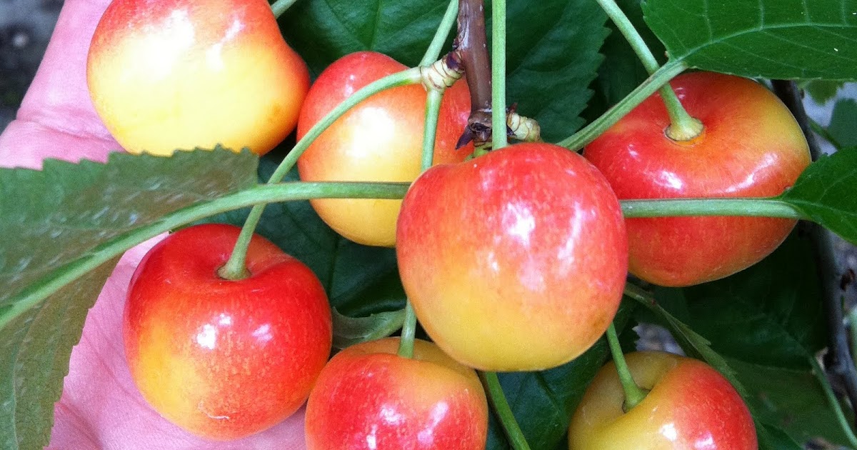 the PRODUCE BLOG How to buy Rainier Cherries