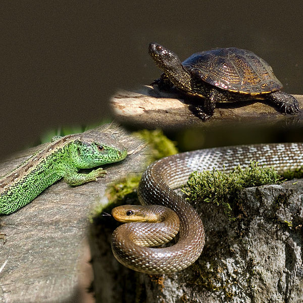 Every Day Is Special: October 21, 2011 - Reptile Awareness Day