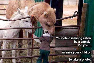 child being eaten by a bactrian camel with donkey watching kid in zoo with head in camel do you take a photo or save child