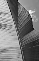 Banana Leaf In Black & White - Nature Photography