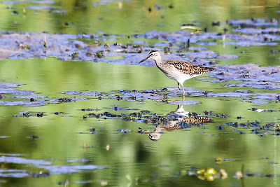 Фифи. Фіфі. Wood sandpiper. Tringa glareola