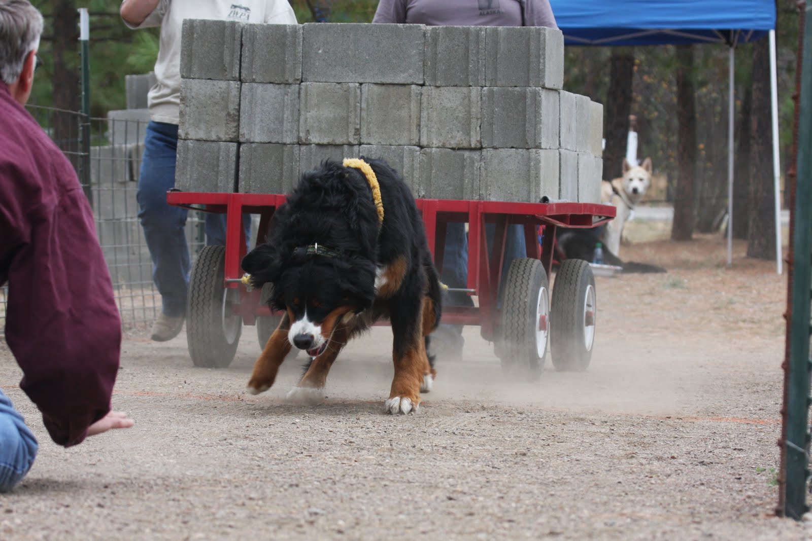 Bernese Mountain Dog Bernese Mountain Dog