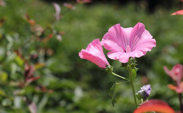 Annual Flowers Annual Flowers