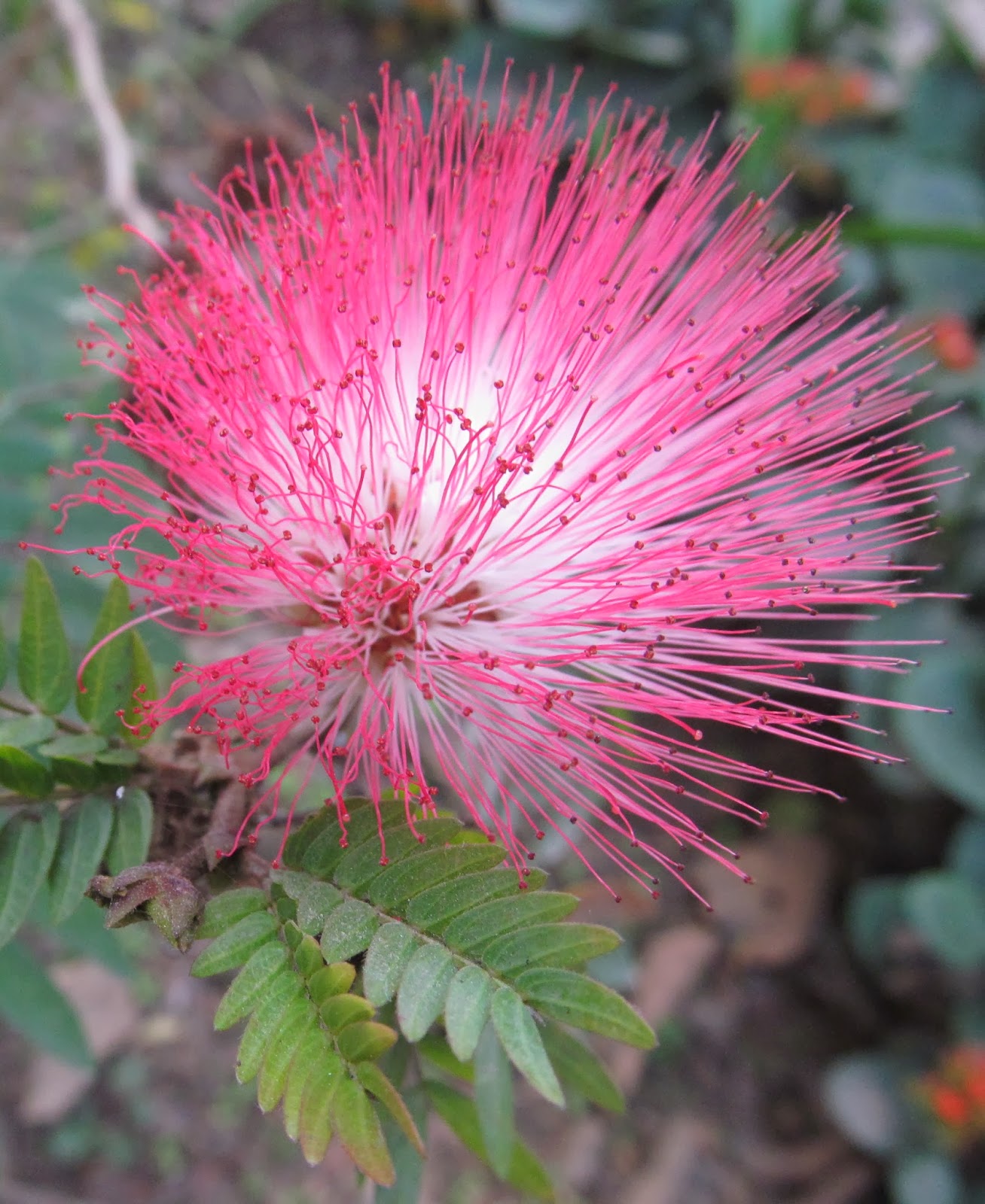 NATURAL & UNIQUE PHOTOGRAPHY PINK POWDER PUFF FLOWER