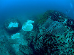 Rays on Requin Bank