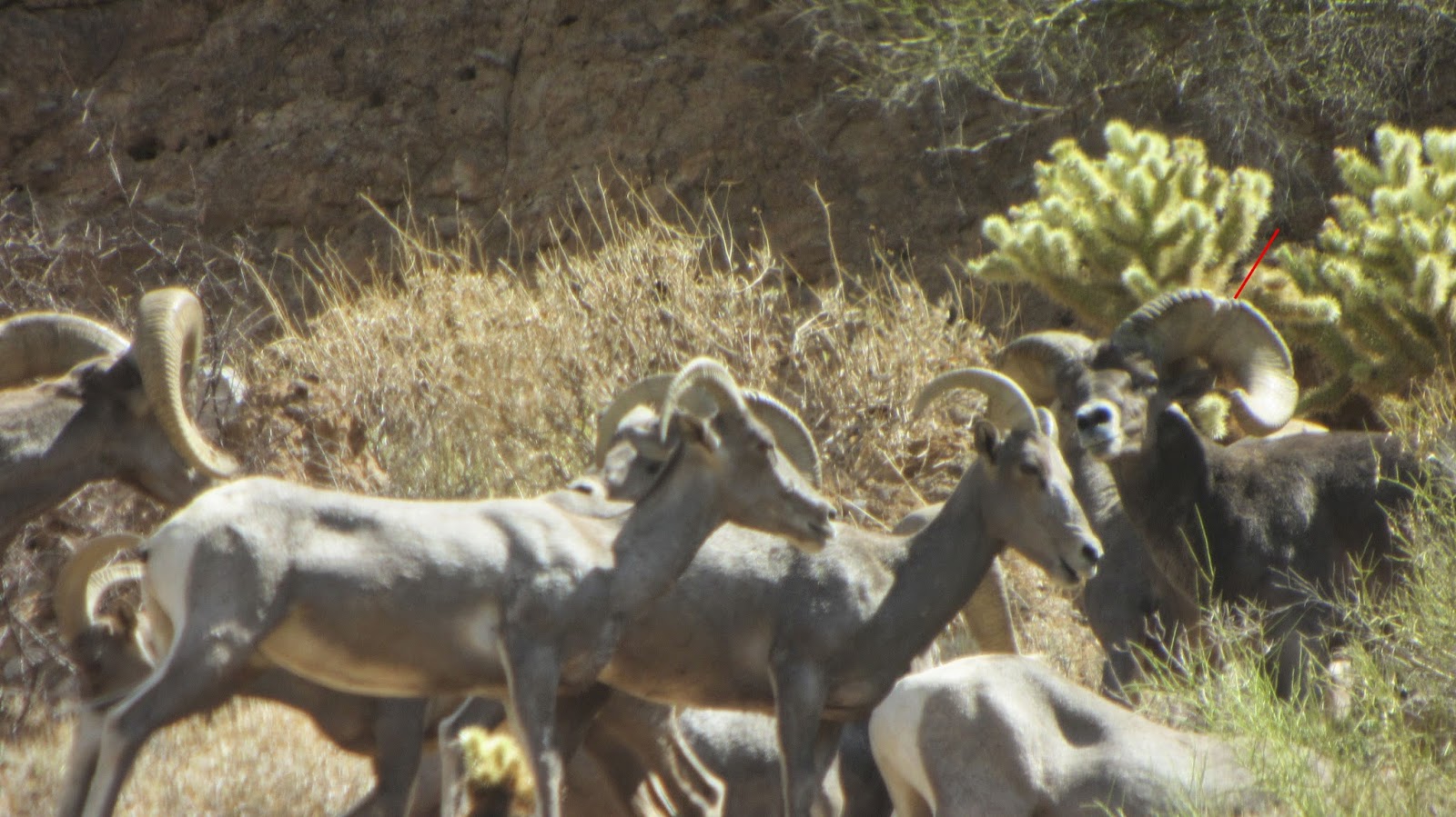 How+to+age+and+score+rams+or+sheep+by+looking+at+rings.++Arizona+Desert+Bighorn+Sheep+Hunt+Photos+with+Colburn+and+Scott+Outfitters+Darr+Colburn+and+Jay+Scott-4+year+ring+1.jpg