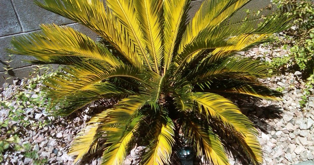 Xtremehorticulture of the Desert Sago Palm All Stressed Out