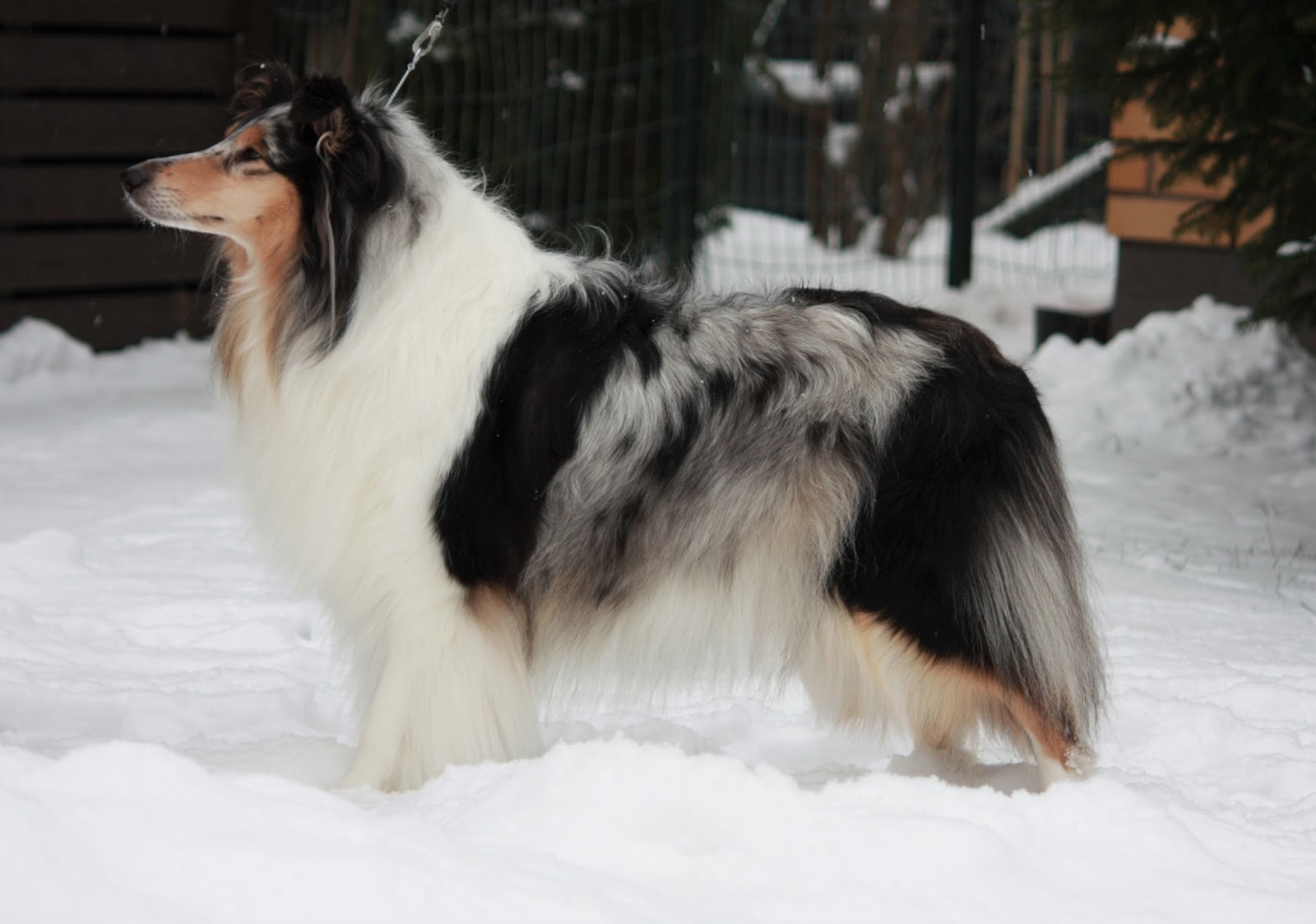 Pitkäkarvainen collie, Leaftribe Timeless Melody