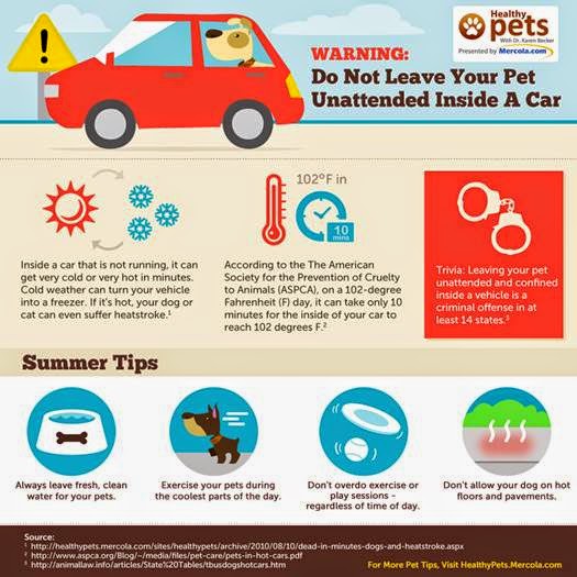 Don't leave your dog in the car in hot weather