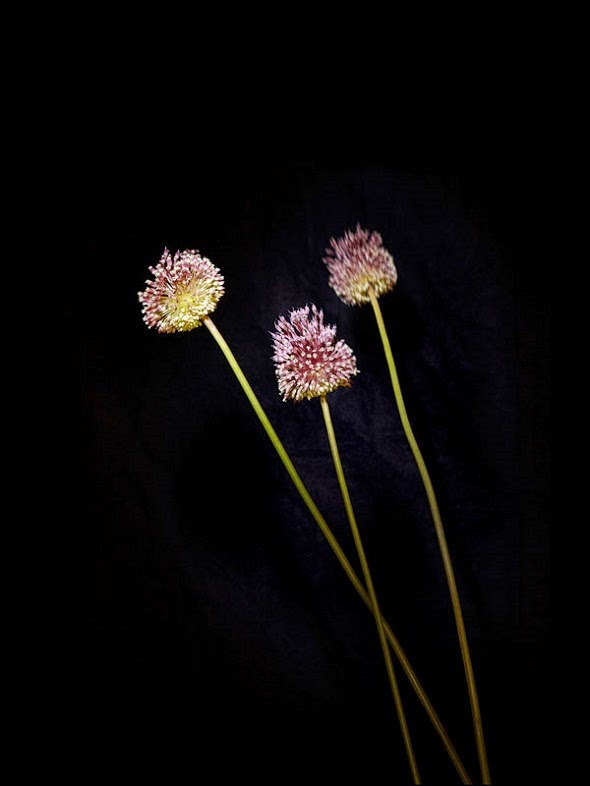 As flores fotografadas como fogos de artifício de Sarah Illenberger e Sabrina Rynas Sarah Illenberger fotografia Flowerwork flores como fogos de artifício